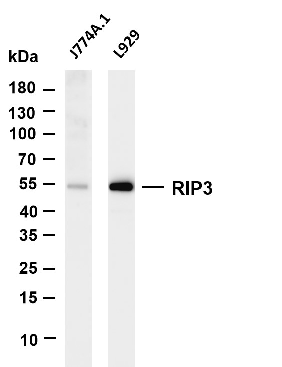 Various whole cell lysates were separated by 4-20% SDS-PAGE, and the membrane was blotted with anti-RIP3 antibody