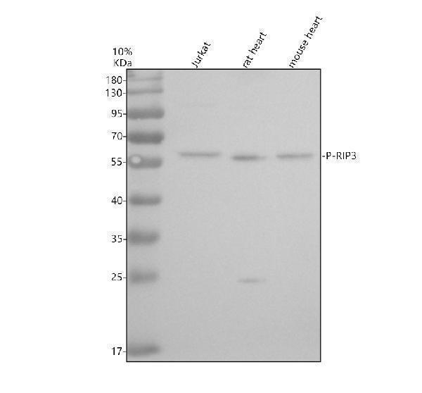 Western blot analysis of RIP3/RIPK3 using anti-RIP3/RIPK3 antibody (M00202-3)