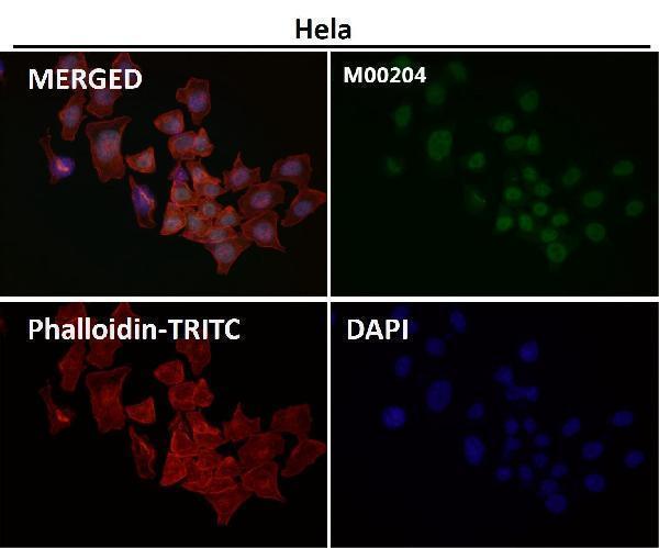 Immunofluorescent analysis using the Antibody at 1:150 dilution