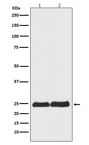 Western blot analysis of Ran expression in (1)HeLa cell lysate; (2)RAW264