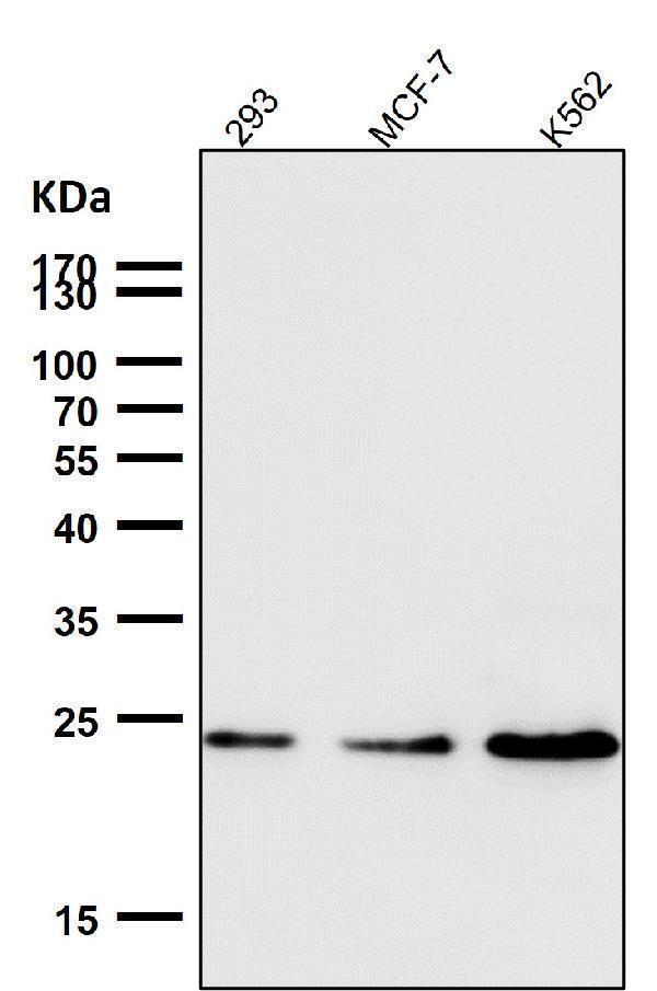 All lanes use the Antibody at 1:1W dilution for 1 hour at room temperature