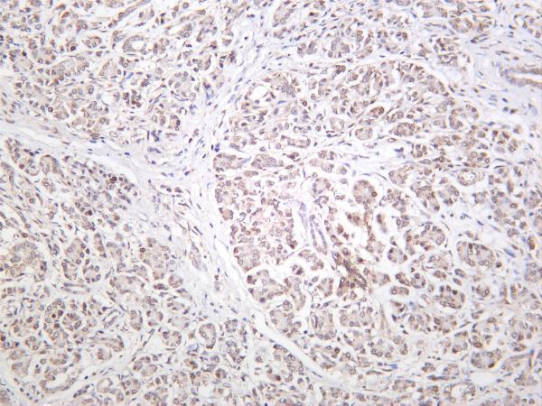 Human pancreas was stained with anti-CREBBP rabbit antibody