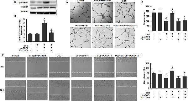 m00206 1 fphar 11 00059 g005