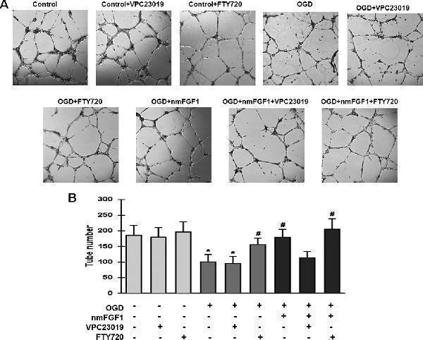 m00206 1 fphar 11 00059 g006