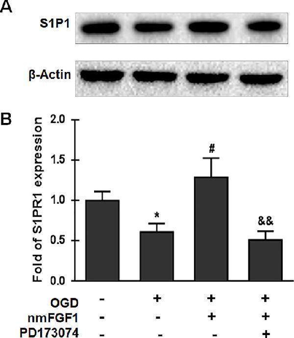 m00206 1 fphar 11 00059 g008