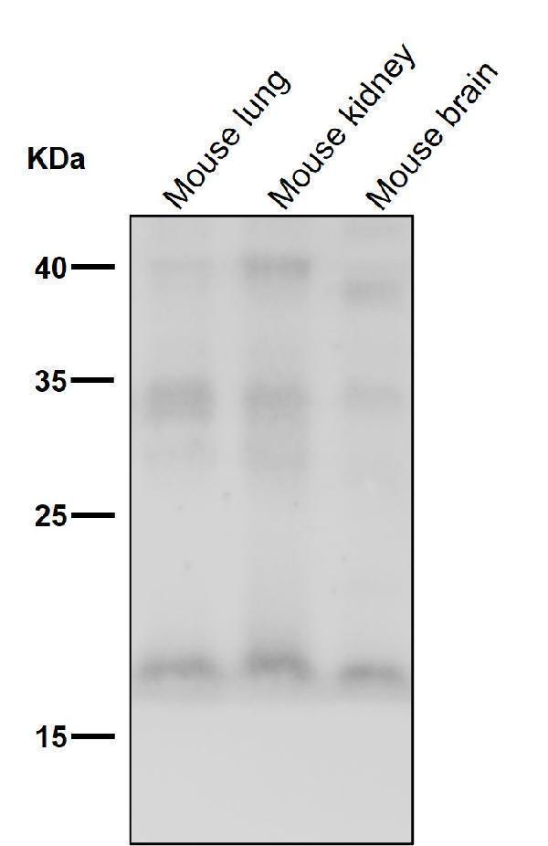 All lanes use the Antibody at 1:500 dilution for 1 hour at room temperature