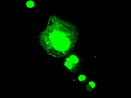 Anti-AFGF mouse monoclonal antibody (M00206) immunofluorescent staining of COS7 cells transiently transfected by pCMV6-ENTRY AFGF