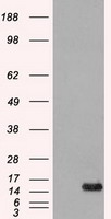HEK293T cells were transfected with the pCMV6-ENTRY control (Left lane) or pCMV6-ENTRY AFGF (Right lane) cDNA for 48 hrs and lysed