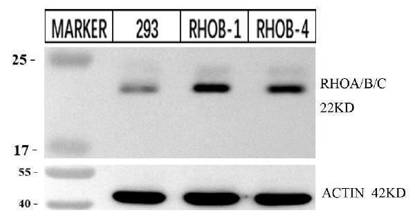 m00207 1 rhoabc primary antibodies wb testing 1