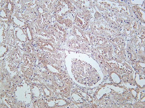 Human kidney was stained with Anti-RhoA rabbit Antibody