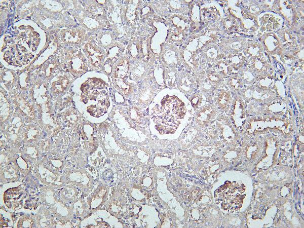 Rat kidney was stained with Anti-RhoA rabbit Antibody