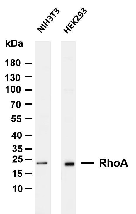 Various whole cell lysates were separated by 4-20% SDS-PAGE, and the membrane was blotted with anti-RhoA antibody