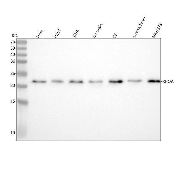 m00207 rhoa primary antibodies wb testing 1