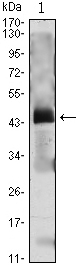 m00208 1 pth primary antibodyes wb testing 1