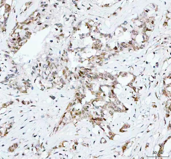 m00209 2 cdk1 primary antibodies ihc testing 4_1