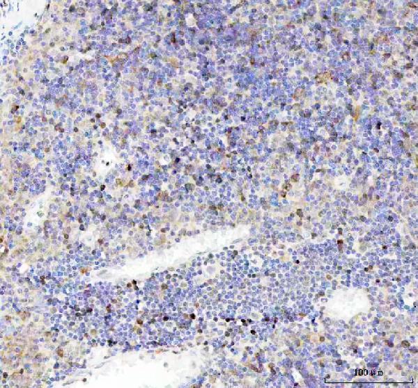 m00209 2 cdk1 primary antibodies ihc testing 5_1