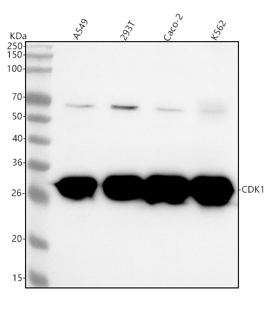  Western blot analysis of CDK1 using anti-CDK1 antibody (M00209-2)