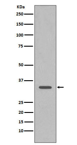 Western blot analysis of CDK1 expression in HeLa cell lysate