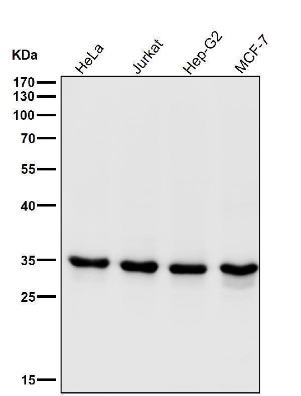 All lanes use the Antibody at 1:1K dilution for 1 hour at room temperature