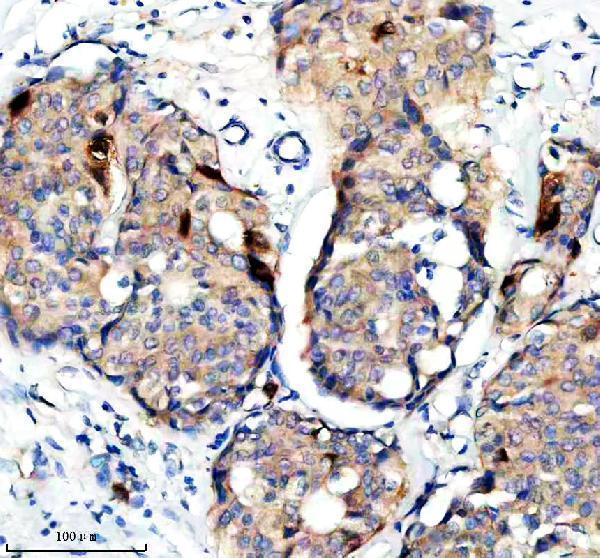 m00209 4 cdk1 2 3 primary antibodies ihc testing 2