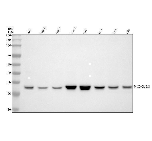 m00209 4 cdk1 2 3 primary antibodies wb testing 1