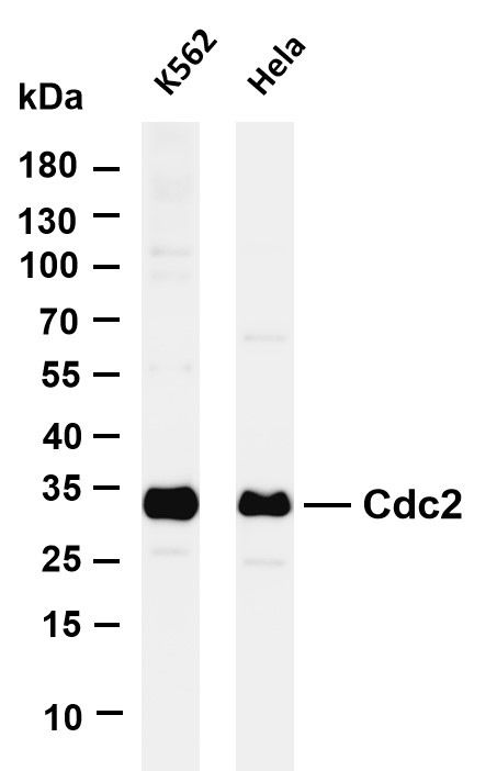 Various whole cell lysates were separated by 4-20% SDS-PAGE, and the membrane was blotted with anti-Cdc2 antibody