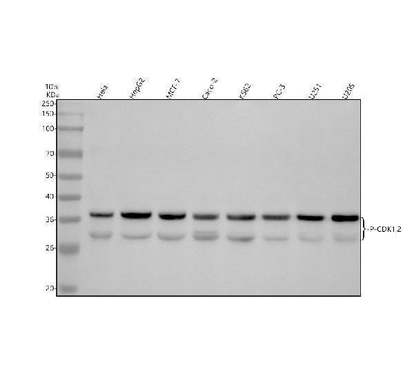 m00209t160t161 p cdk1 2 primary antibodies wb testing 1_1