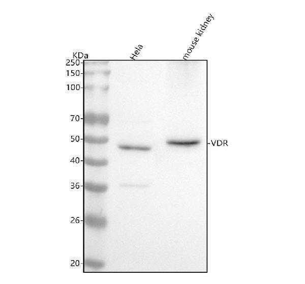 m00210 vdr primary antibodies wb testing 1