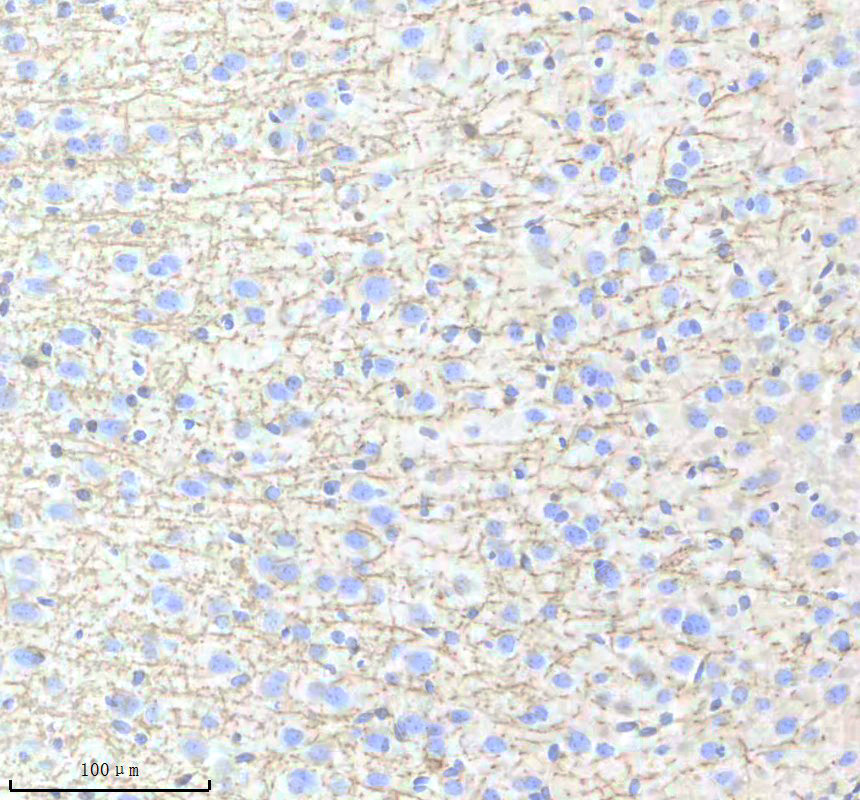 m00211 mbp primary antibodies ihc testing 1