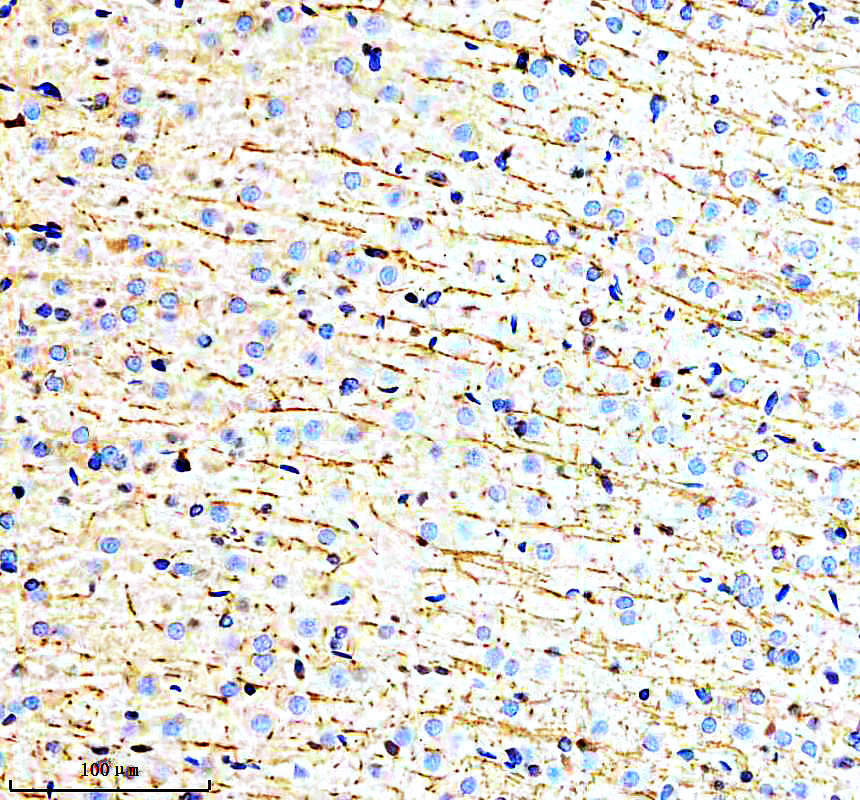 m00211 mbp primary antibodies ihc testing 2