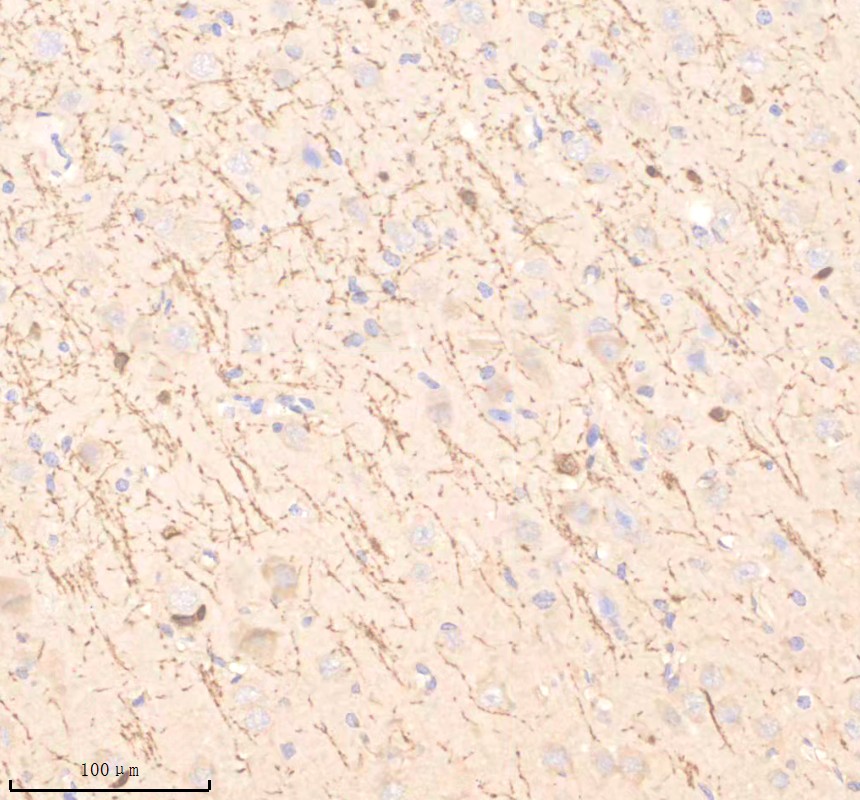 m00211 mbp primary antibodies ihc testing 3