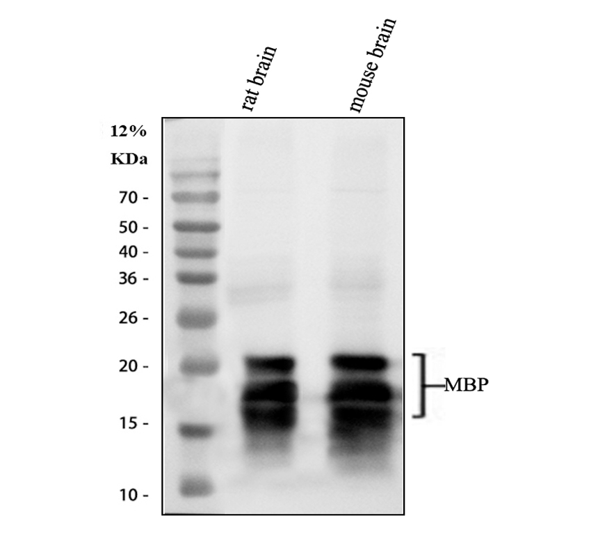 m00211 mbp primary antibodies wb testing 1