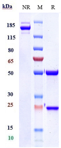 Anti-IL-15 Reference Antibody (ordesekimab) on SDS-PAGE under reducing (R) condition