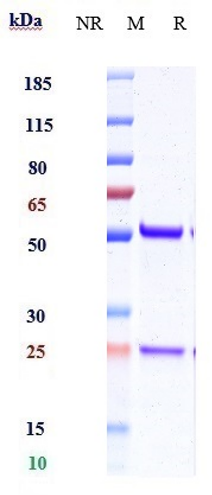 Anti-IL-15 Reference Antibody (DISC0280) on SDS-PAGE under reducing (R) condition