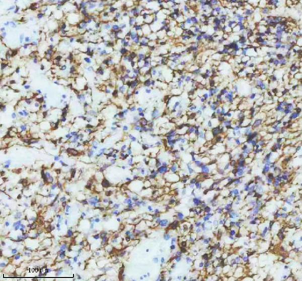  IHC analysis of GFAP using anti-GFAP antibody (M00213-1)