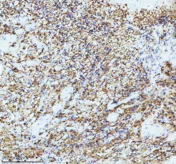  IHC analysis of GFAP using anti-GFAP antibody (M00213-1)