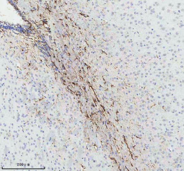m00213 1 gfap primary antibodies ihc testing 4