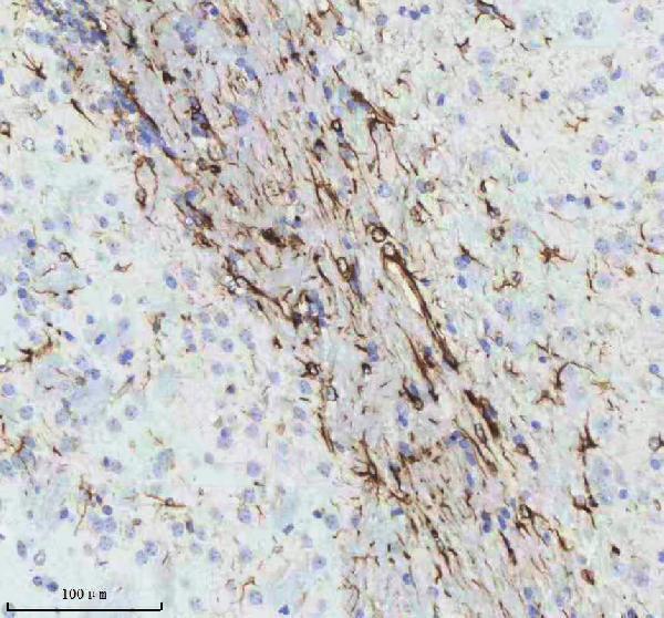 m00213 1 gfap primary antibodies ihc testing 5