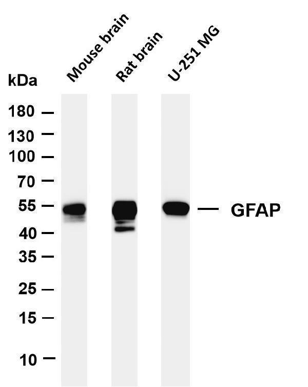 m00213 10 gfap primary antibodies wb testing 1