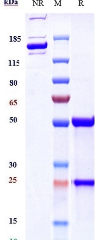 Anti-IL-2Ra/CD25 Reference Antibody (basiliximab) on SDS-PAGE under reducing (R) condition