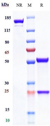 Anti-IL-2Ra/CD25 Reference Antibody (Inolimomab) on SDS-PAGE under reducing (R) condition