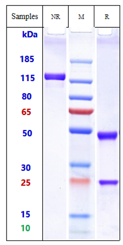 Anti-IL-2Ra/CD25 Reference Antibody (camidanlumAb) on SDS-PAGE under reducing (R) condition