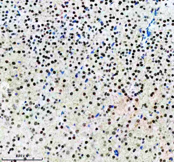 m00215 1 snca primary antibodies ihc testing 4