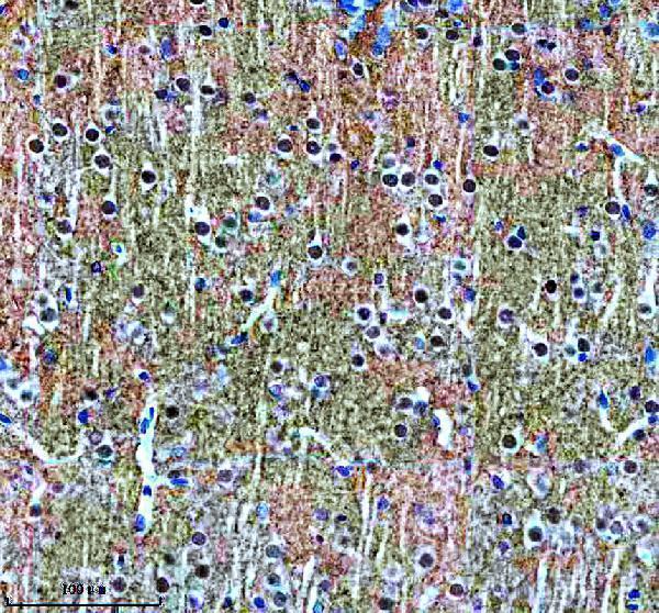 m00215 1 snca primary antibodies ihc testing 5