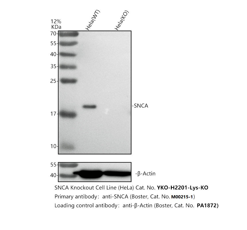 m00215 1 snca primary antibodies wb testing 2