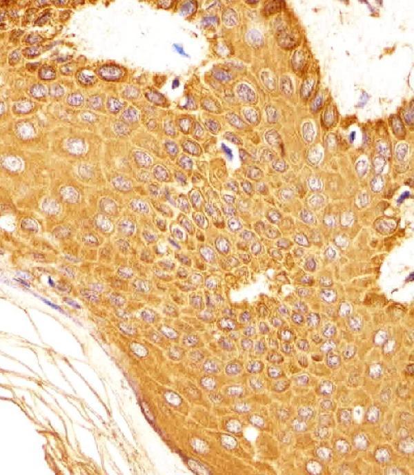 m00215 2 anti snca antibody c term ihc p testing 2