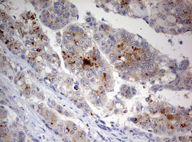 m00217 2 anti lkb1 stk11 mouse monoclonal antibody clone id oti0a3 ihc testing 10