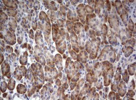 m00217 2 anti lkb1 stk11 mouse monoclonal antibody clone id oti0a3 ihc testing 4