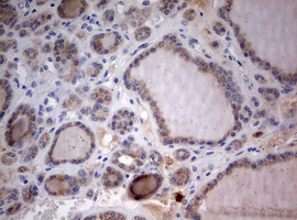 m00217 2 anti lkb1 stk11 mouse monoclonal antibody clone id oti0a3 ihc testing 6