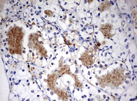 m00217 2 anti lkb1 stk11 mouse monoclonal antibody clone id oti0a3 ihc testing 8